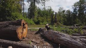 Best Utility Line Clearance  in Kimberly, WI