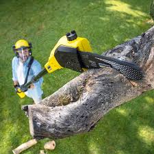 Best Tree Risk Assessment  in Kimberly, WI