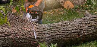 Best Tree Preservation Services  in Kimberly, WI