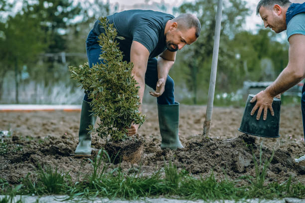 Best Emergency Tree Removal  in Kimberly, WI