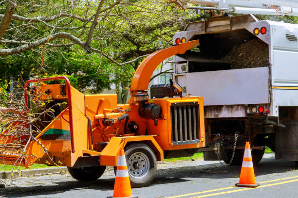 Best Tree Cabling and Bracing  in Kimberly, WI