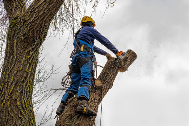 Best Arborist Consultation Services  in Kimberly, WI