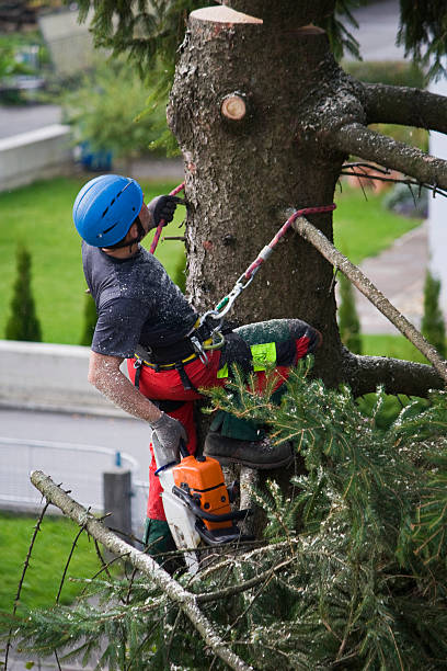 Best Tree Maintenance Programs  in Kimberly, WI
