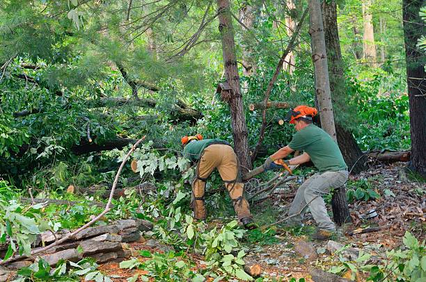 Best Leaf Removal  in Kimberly, WI