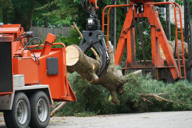 Best Hazardous Tree Removal  in Kimberly, WI