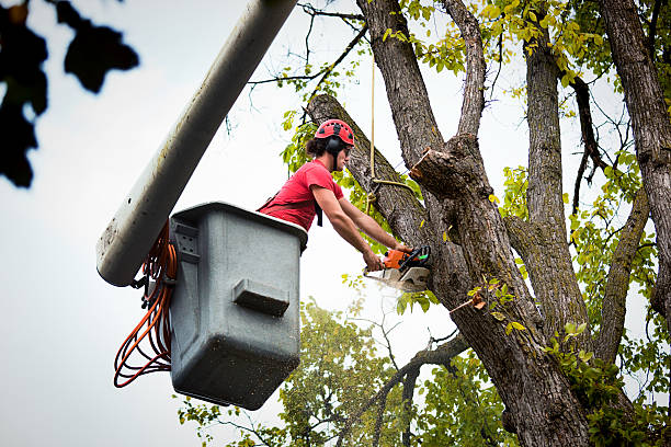 Best Landscape Design and Installation  in Kimberly, WI