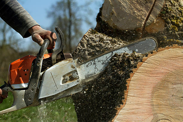 Best Lawn Renovation and Restoration  in Kimberly, WI
